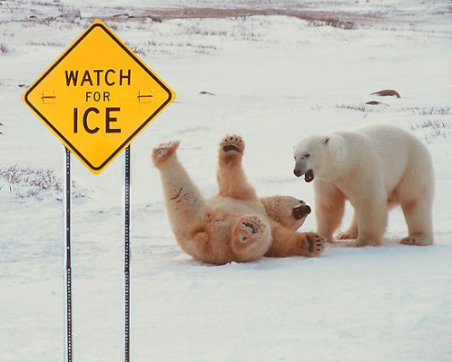 polar bear slipping on ice