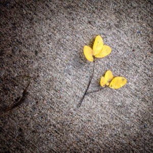 a yellow leaf on the ground #saturdaysoul